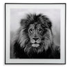 Painting Crystal (2 x 50 x 50 cm) Lion